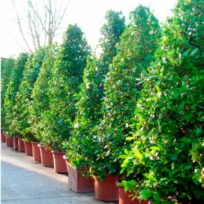 Lorbeerpyramide-als-Hecke-L.jpg